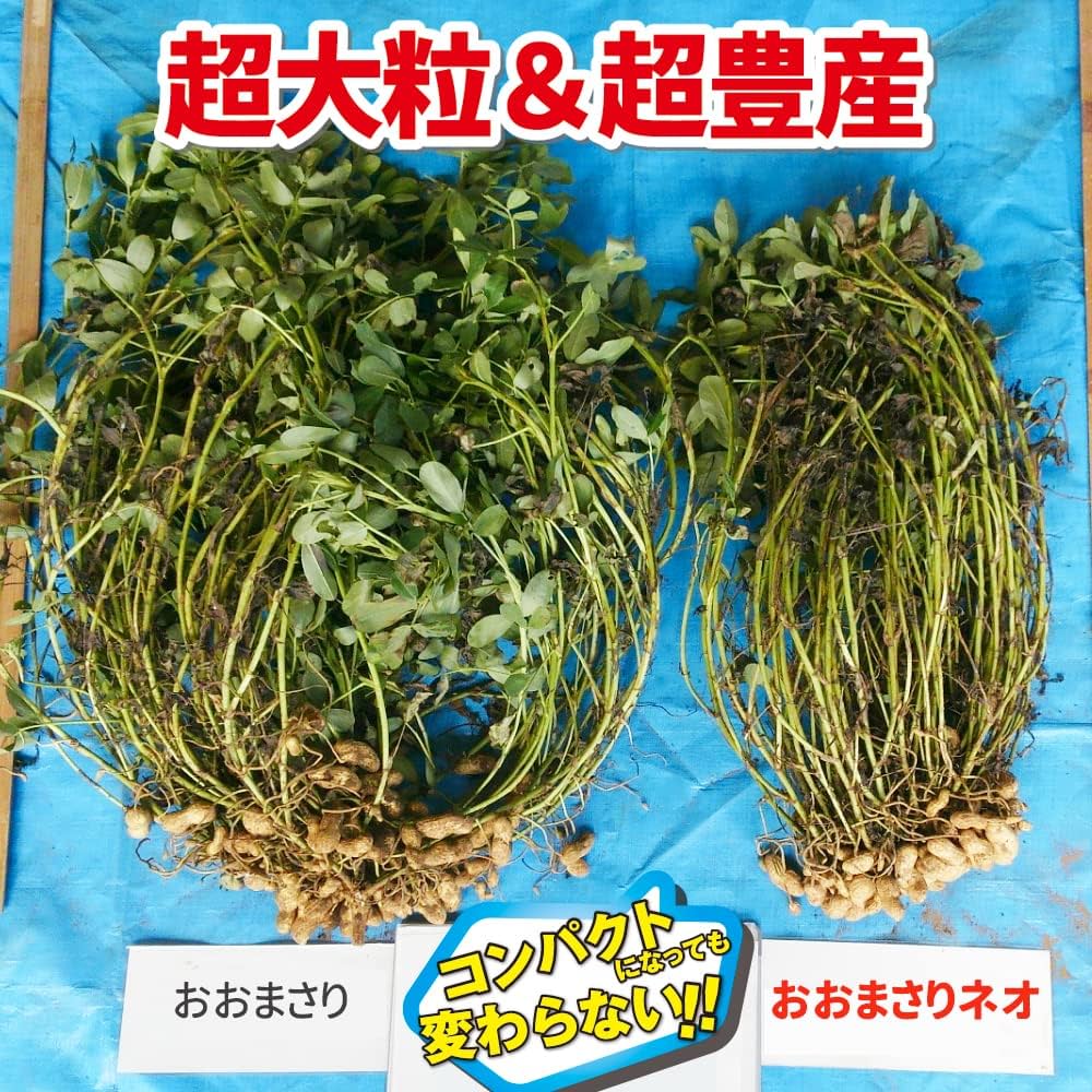 おおまさりネオの種×21袋 Amazon.co.jp: 種 野菜たね 落花生 おおまさりネオPVP 1袋（30ml